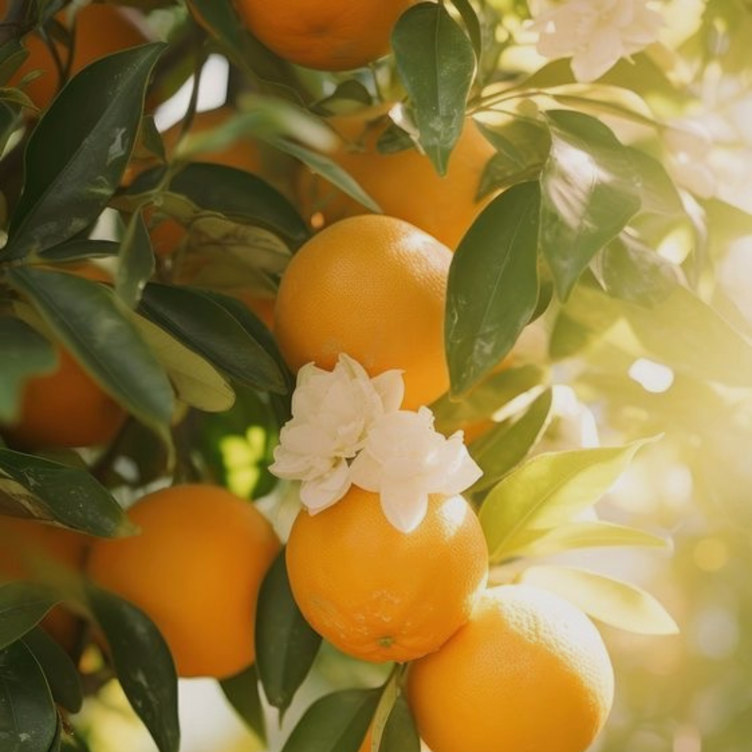 apelsinas-bergamote