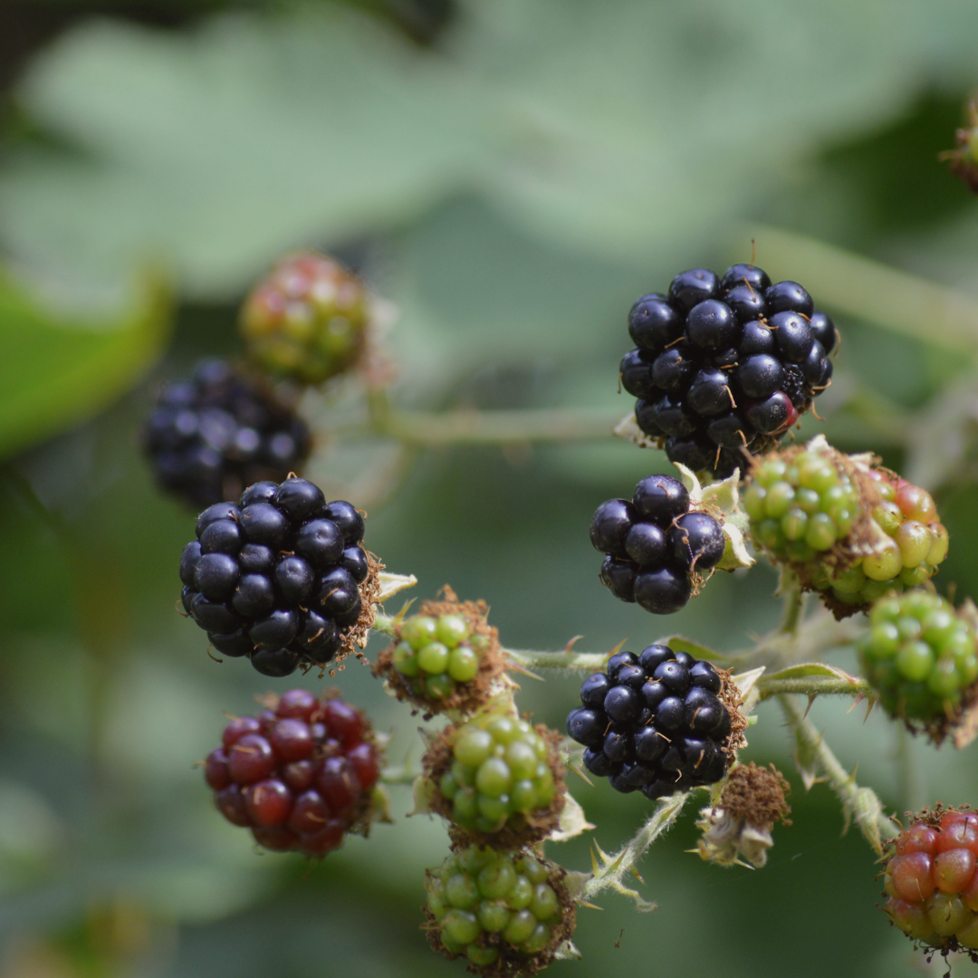 blackberry-bay-leaf