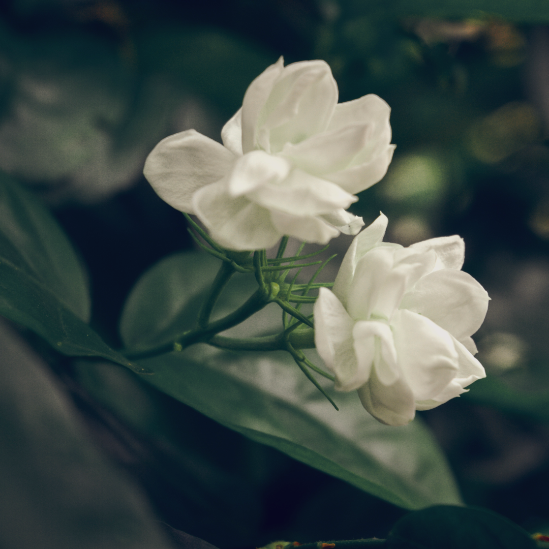 jazminas-kava-kvapas